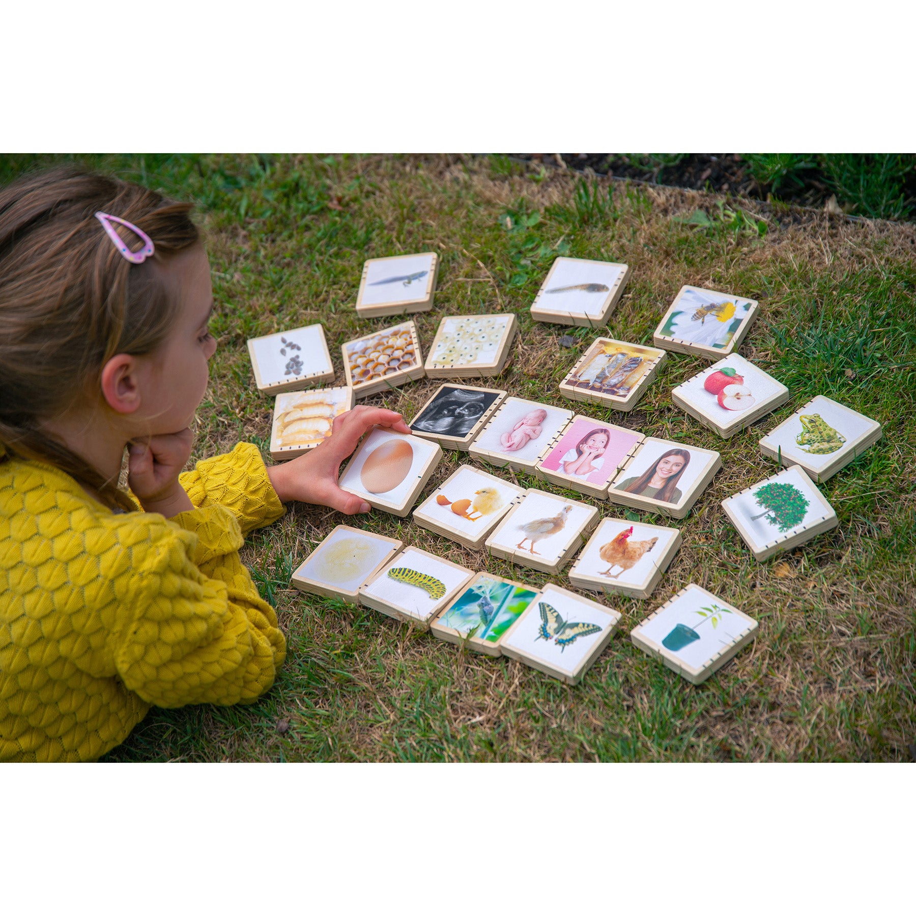 Wooden Lifecycle Tiles