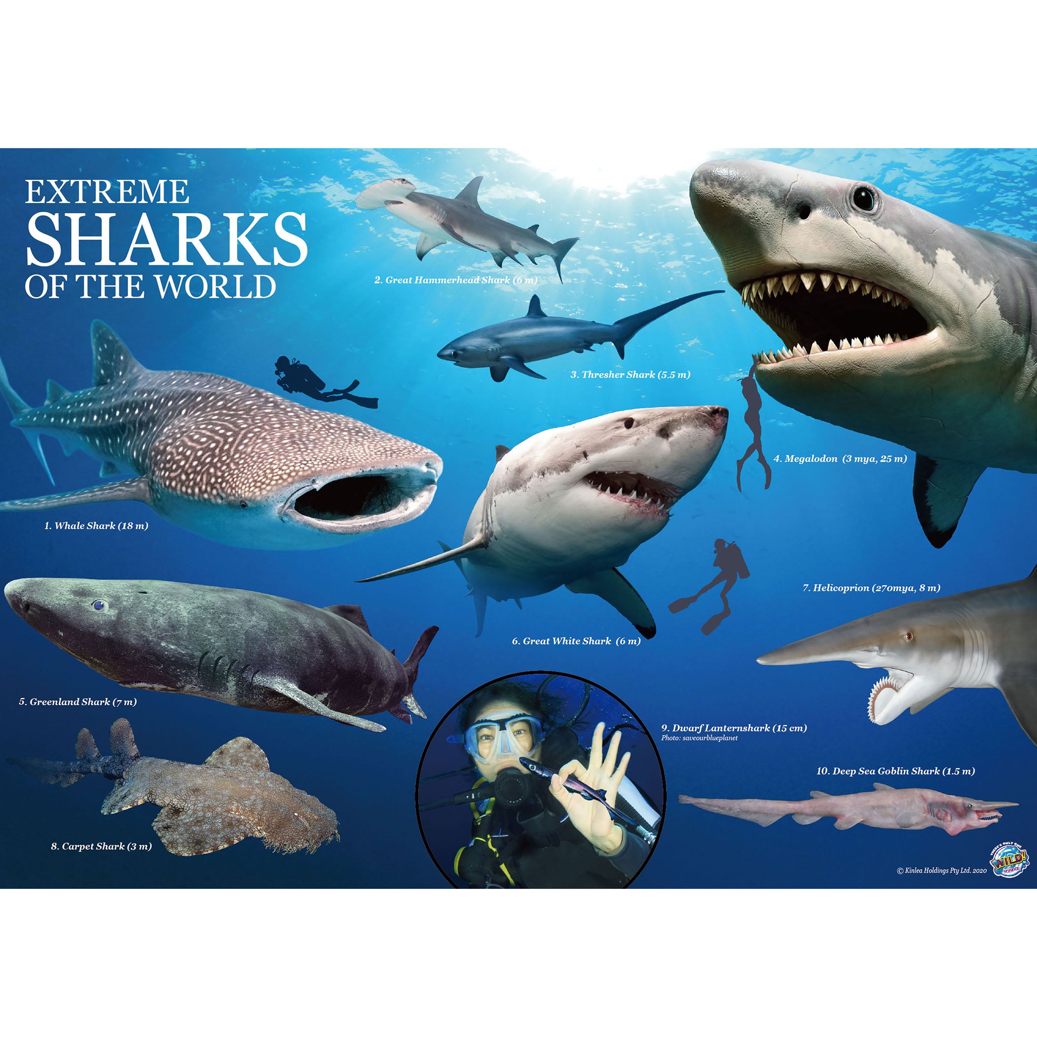 Extreme Sharks of the World - For Ages 6+ - Create and Customize Models and Dioramas - Study the Most Extreme Animals - A1 School Supplies