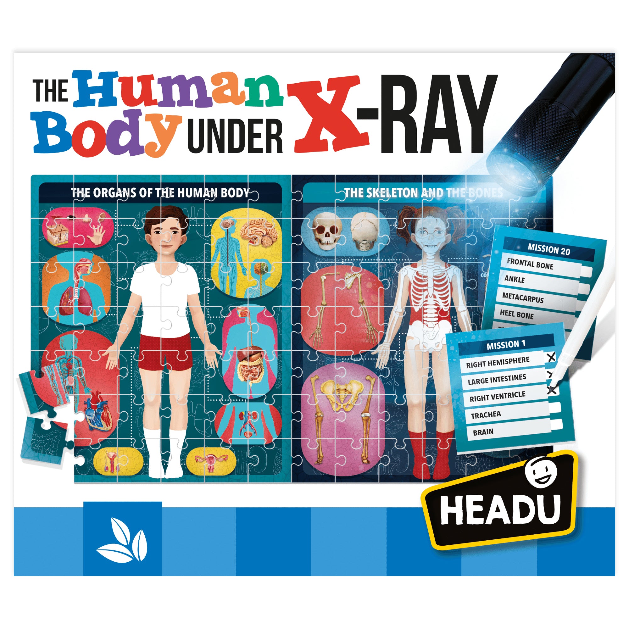 The Human Body Under X-Ray