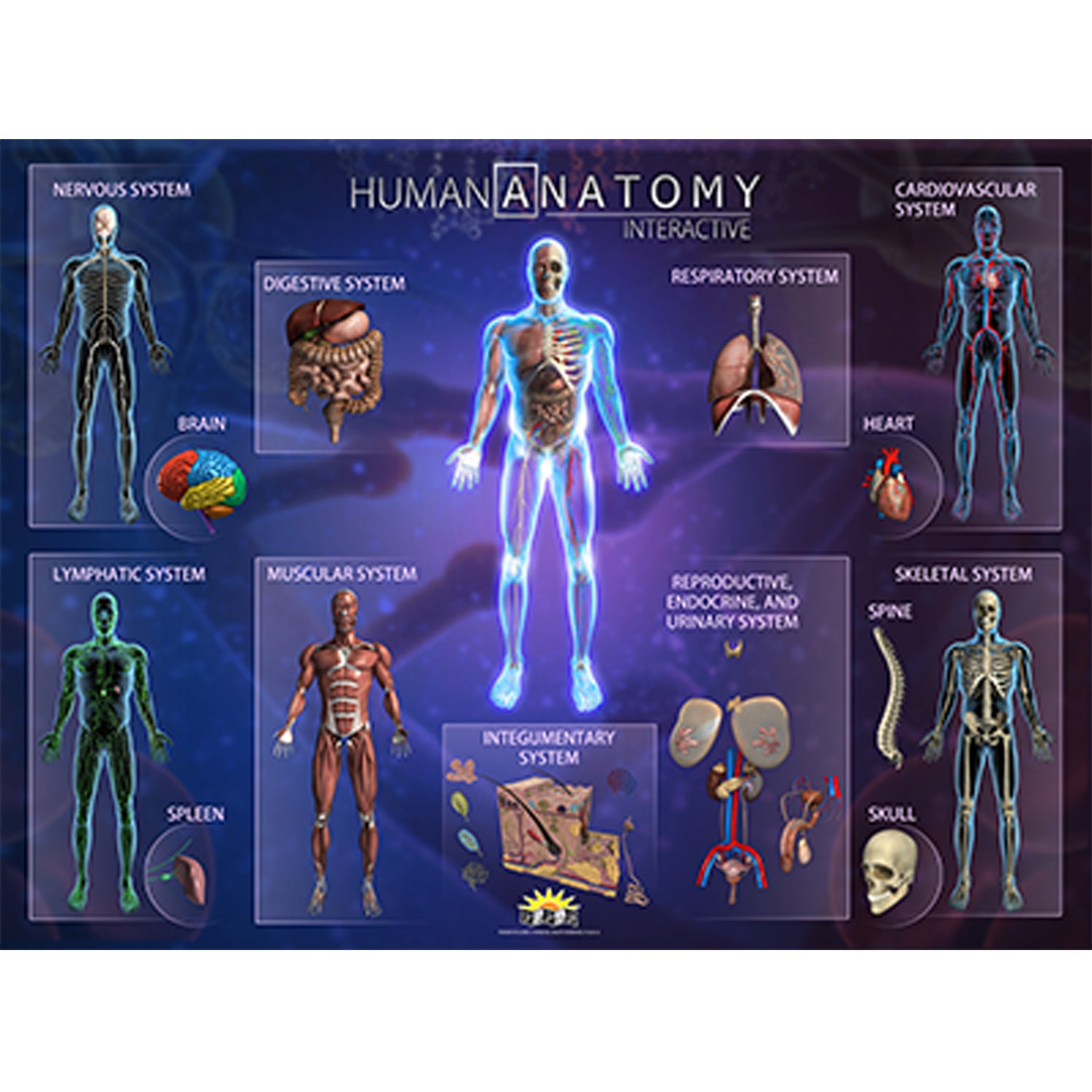 Human Anatomy Smart Mats, Set of 4