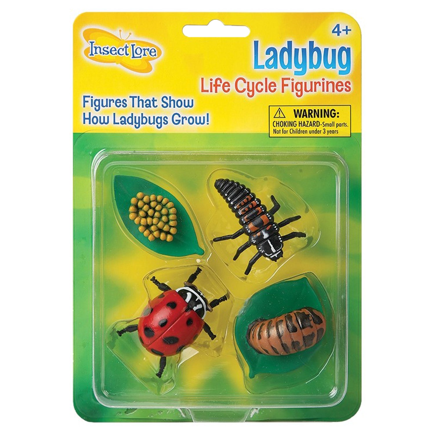 Ladybug Life Cycle Stages, 4 Per Set, 2 Sets