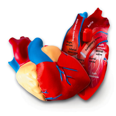 Soft Foam Cross-Section Human Heart Model - A1 School Supplies