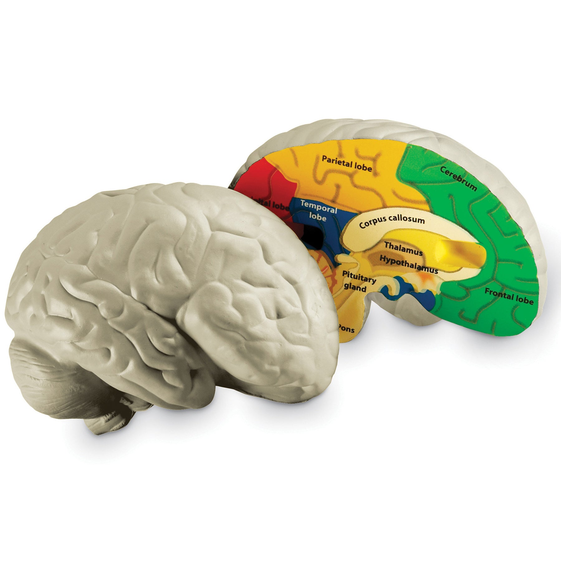 Soft Foam Cross-Section Human Brain Model - A1 School Supplies