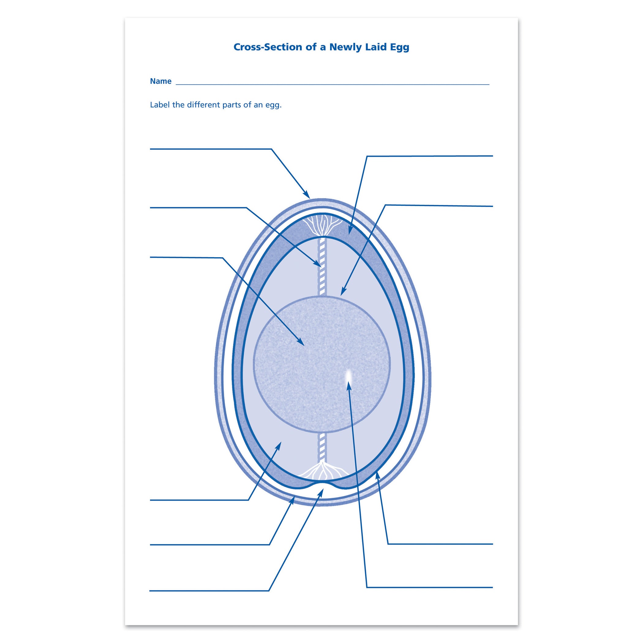 Chick Life Cycle Exploration Set - A1 School Supplies