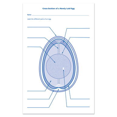 Chick Life Cycle Exploration Set - A1 School Supplies