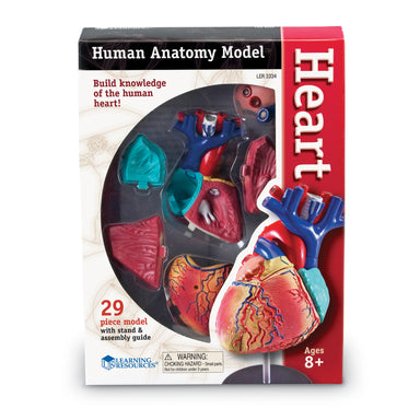 Heart Anatomy Model - A1 School Supplies