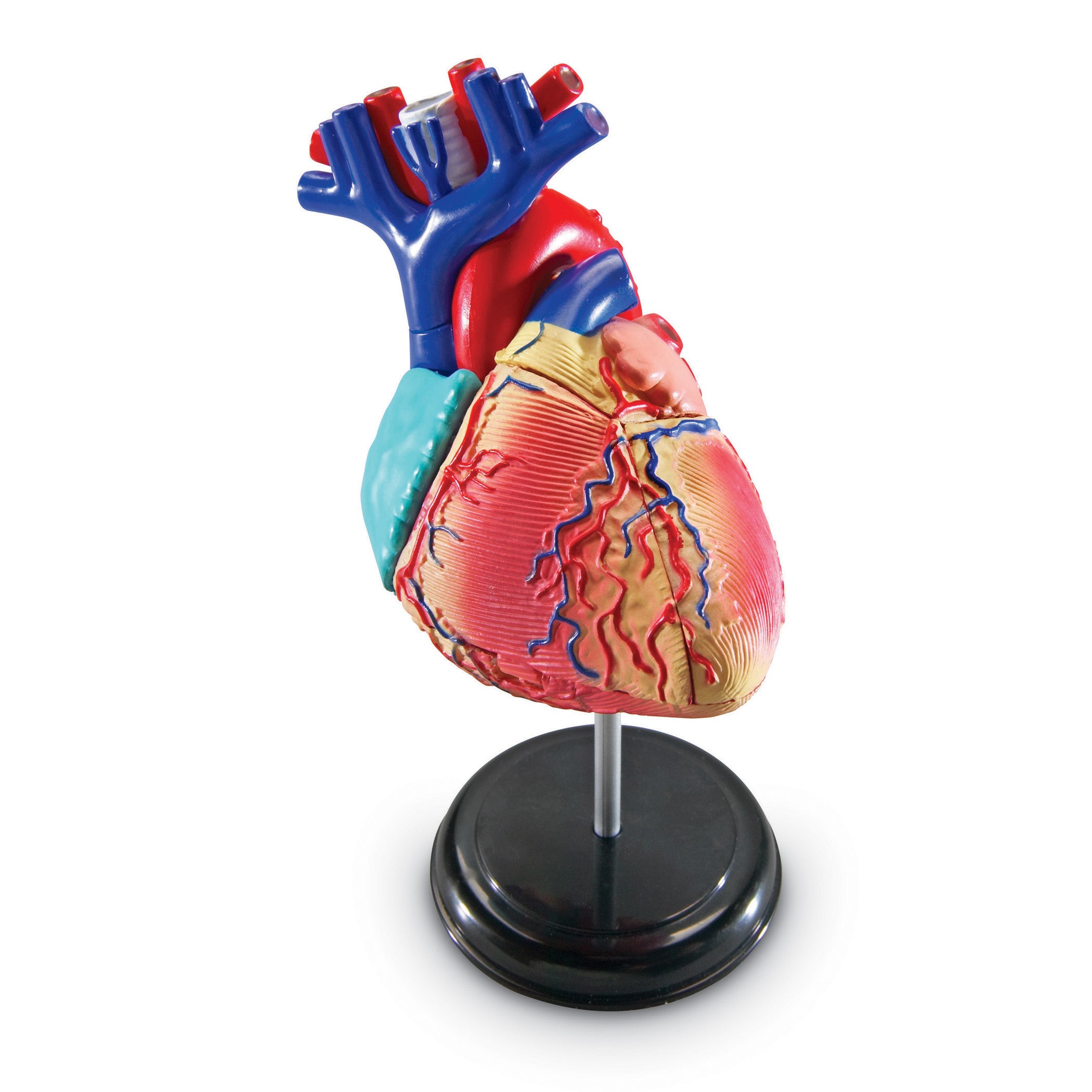 Heart Anatomy Model