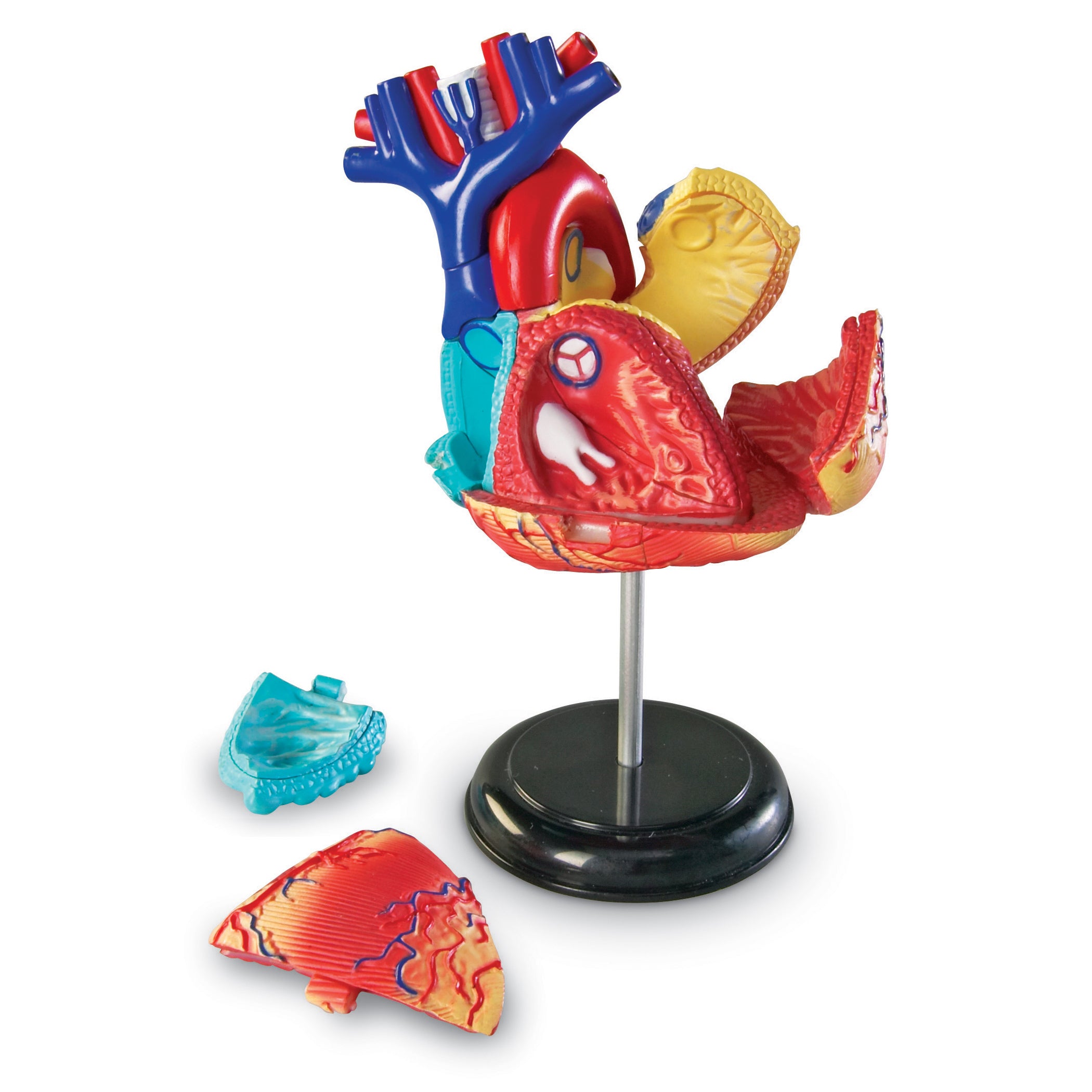 Heart Anatomy Model - A1 School Supplies