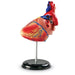 Heart Anatomy Model - A1 School Supplies