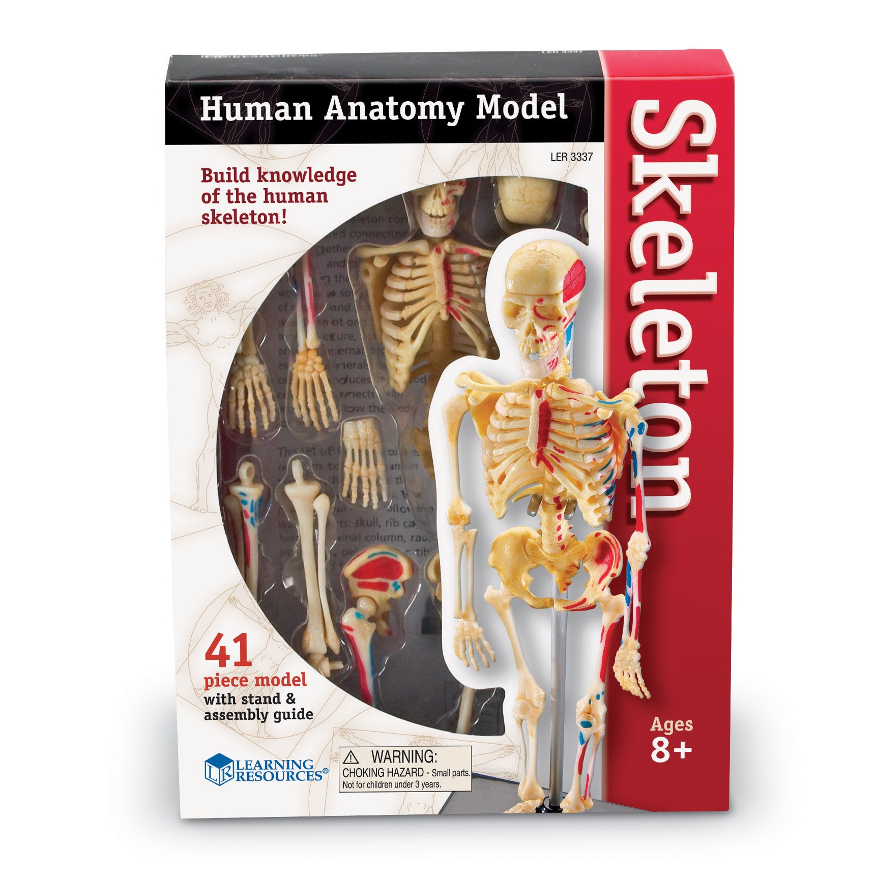 Human Skeleton Model, 41 Pieces - A1 School Supplies