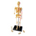 Human Skeleton Model, 41 Pieces - A1 School Supplies