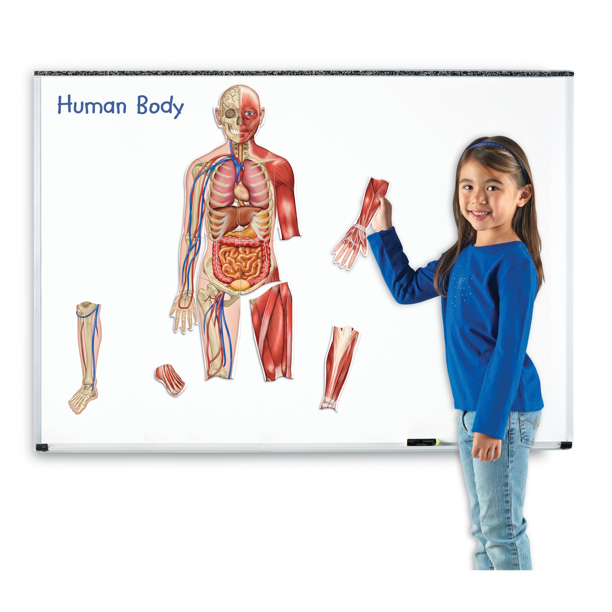 Double-Sided Magnetic Human Body Set, 17 Pieces - A1 School Supplies