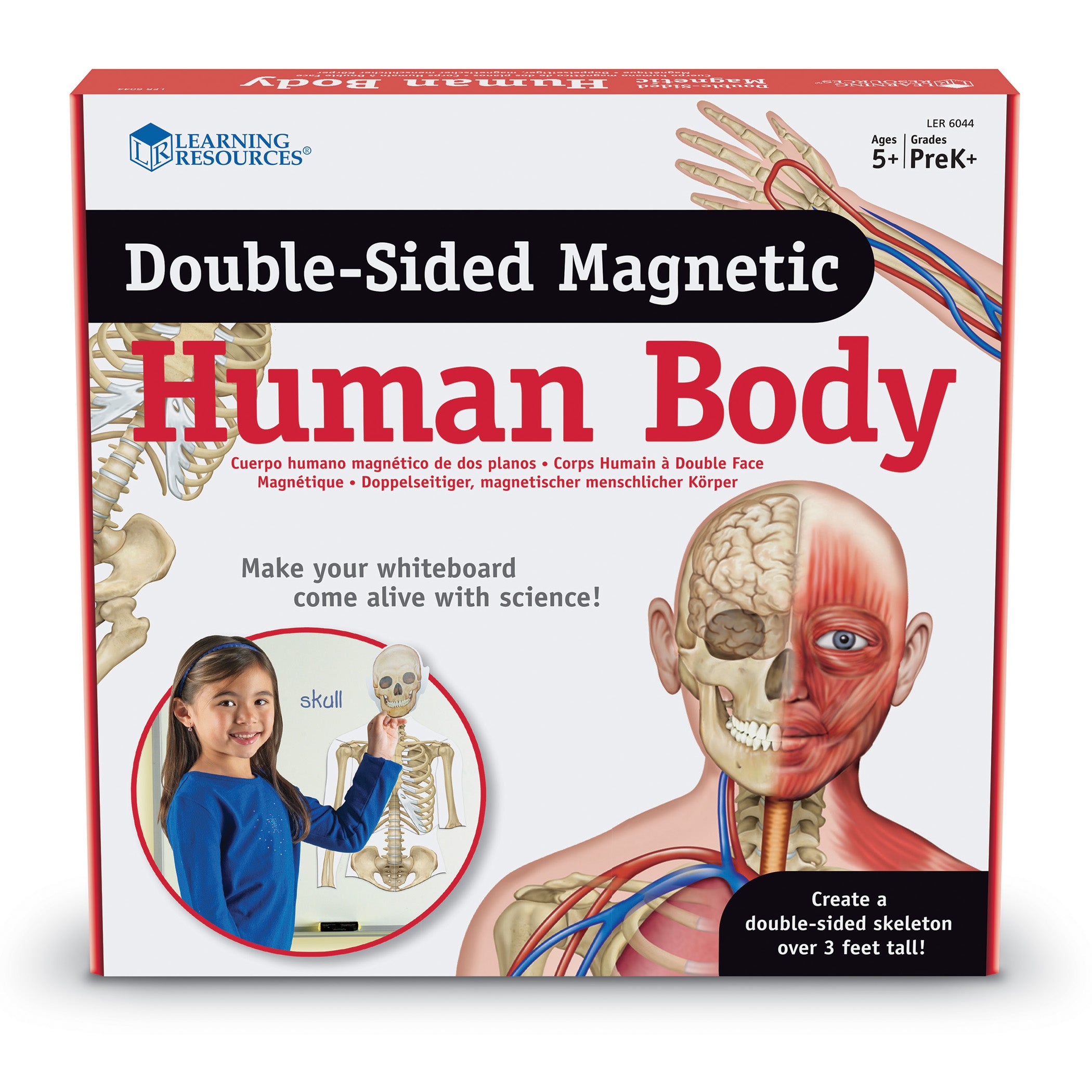 Double-Sided Magnetic Human Body Set, 17 Pieces - A1 School Supplies