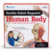 Double-Sided Magnetic Human Body Set, 17 Pieces - A1 School Supplies