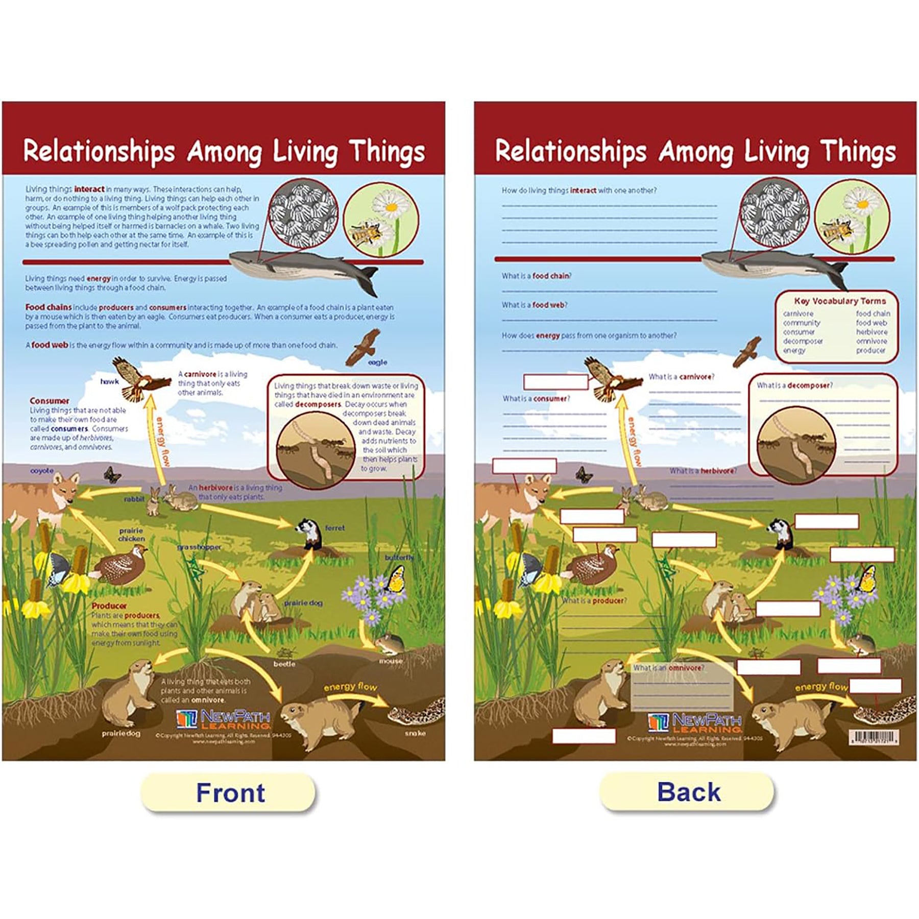 Ecology Bulletin Board Chart Set, Grades 3-5