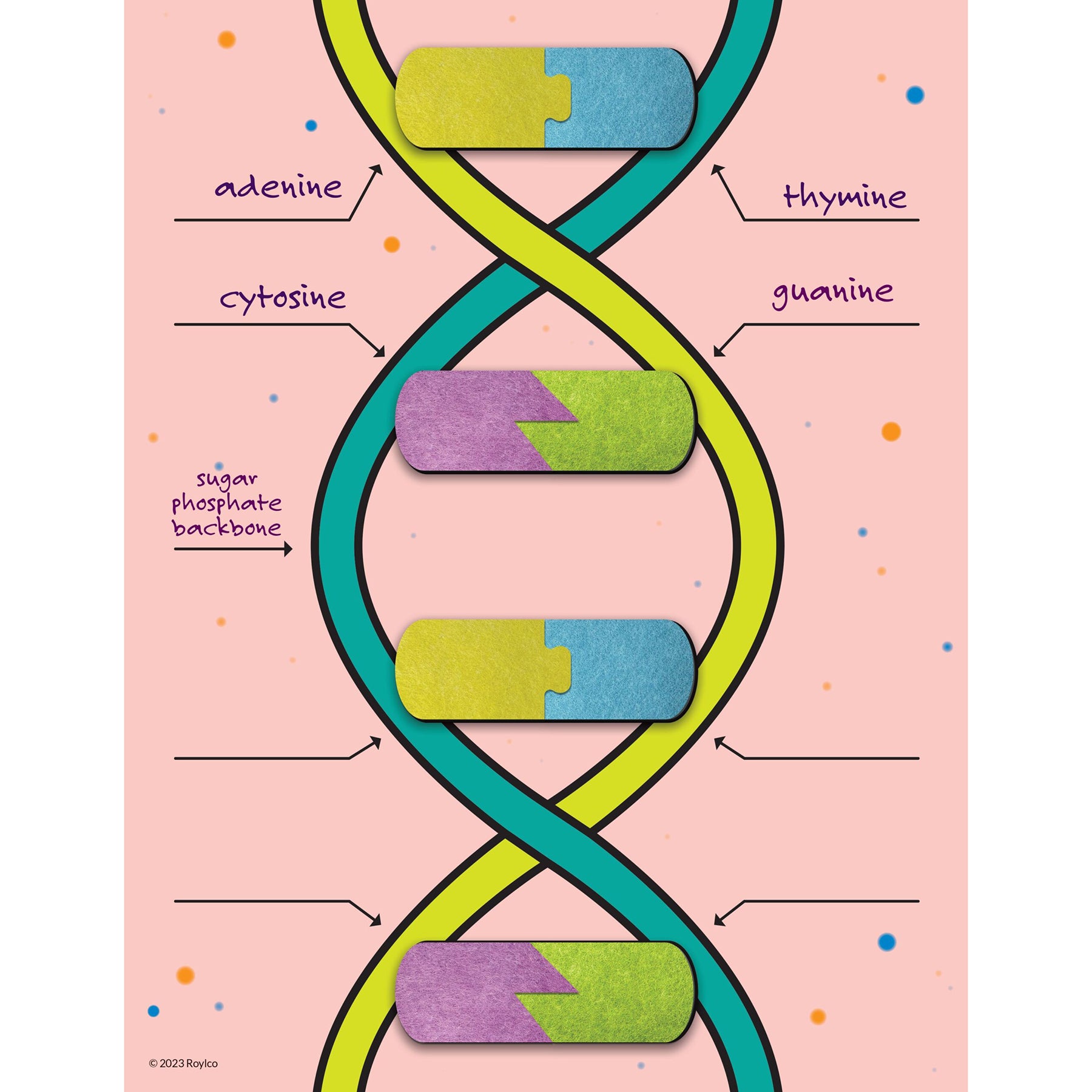 DNA Builder, 9 Pieces