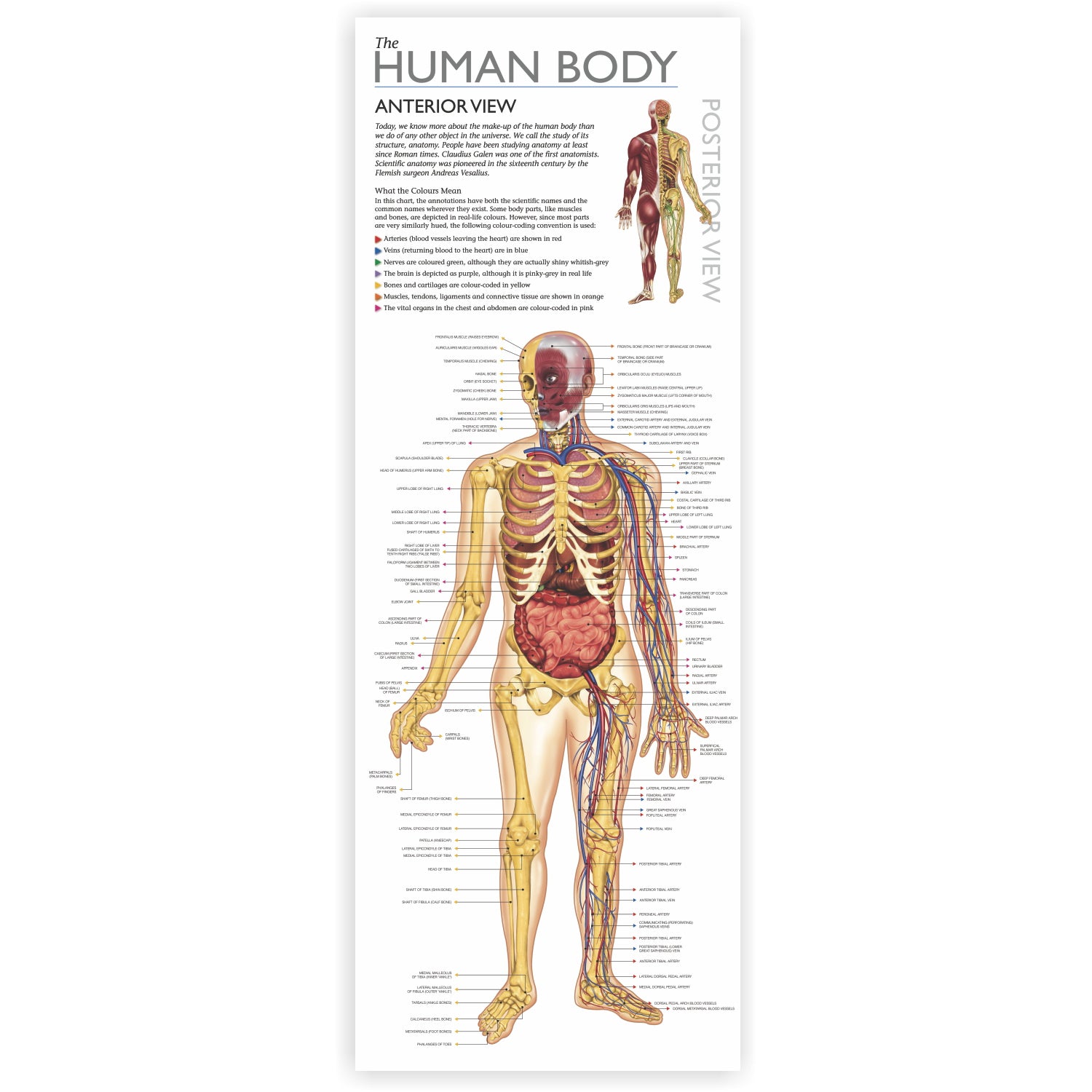 Wonders of Learning Tin Set, Discover the Human Body - A1 School Supplies