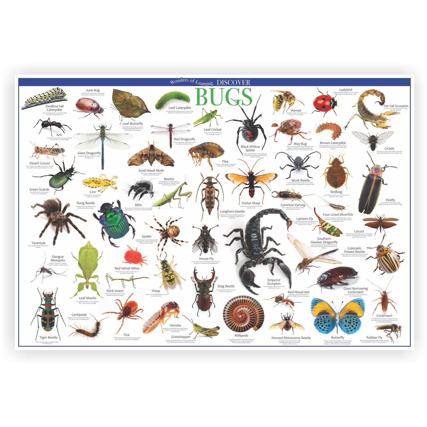 Wonders of Learning Tin Set, Discover Bugs - A1 School Supplies