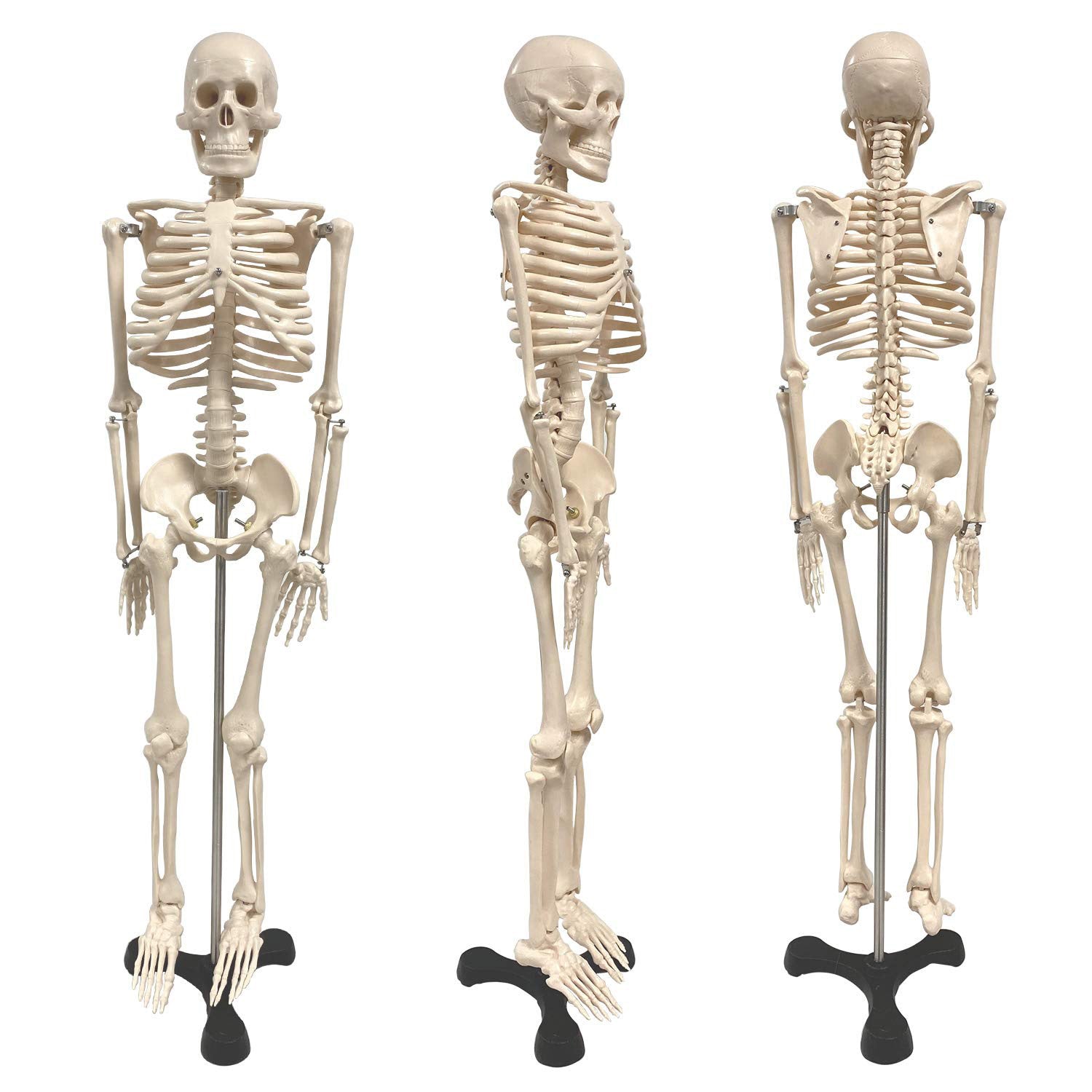 Human Skeleton Model with Key, 34" - A1 School Supplies