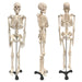 Human Skeleton Model with Key, 34" - A1 School Supplies