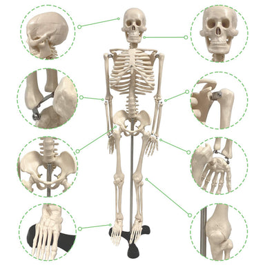 Human Skeleton Model with Key, 34" - A1 School Supplies