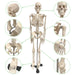 Human Skeleton Model with Key, 34" - A1 School Supplies