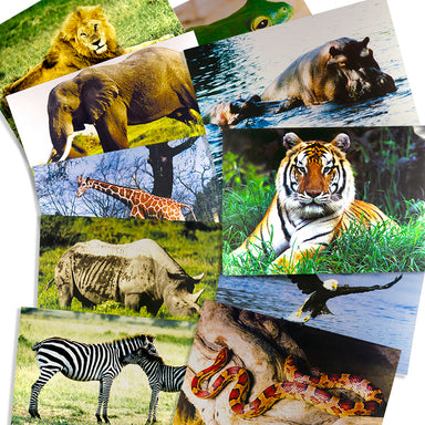 Wild Animals Poster Set, Set of 10 - A1 School Supplies