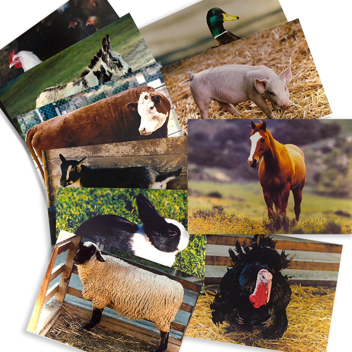 Farm Animal Real Life Learning Poster Set, Set of 10 - A1 School Supplies