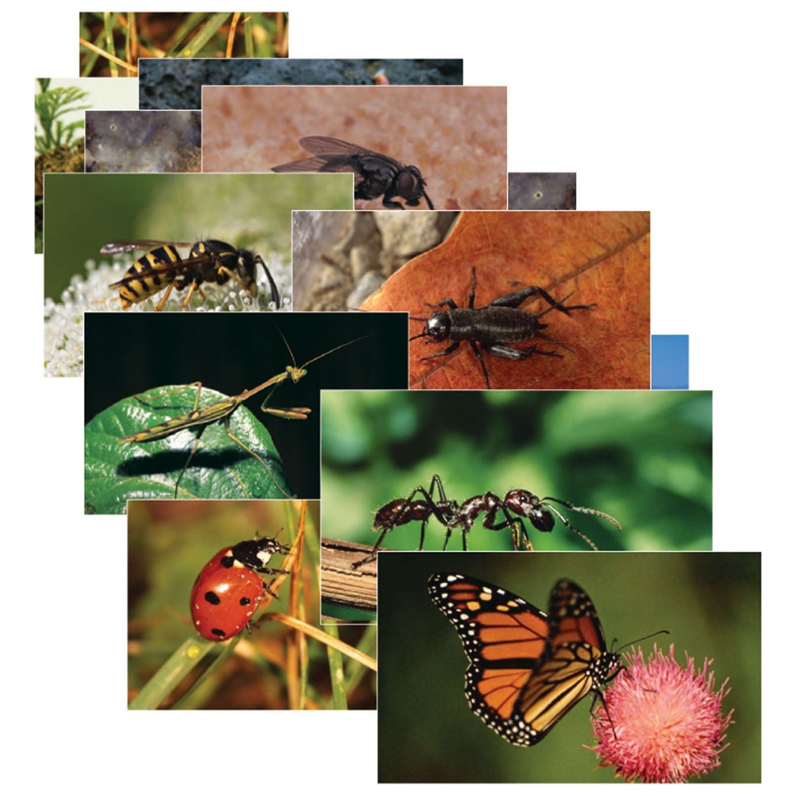 Insects & Bugs Real Life Learning Poster Card Set, Set of 14