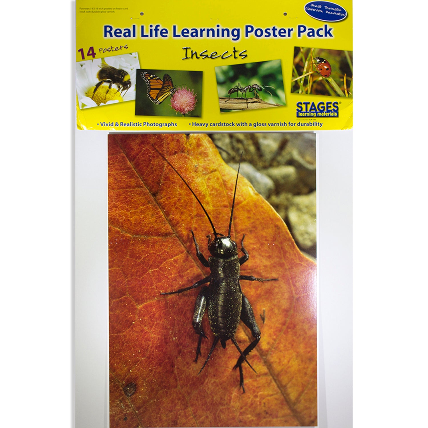 Insects & Bugs Real Life Learning Poster Card Set, Set of 14 - A1 School Supplies