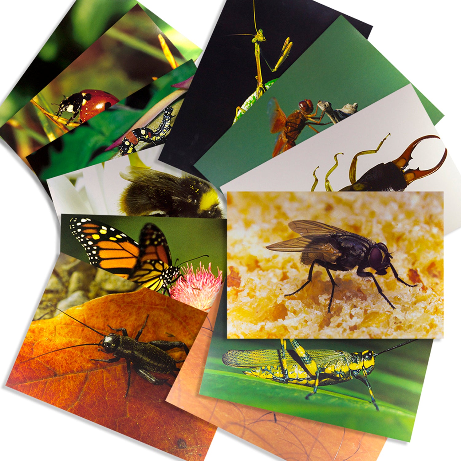 Insects & Bugs Real Life Learning Poster Card Set, Set of 14 - A1 School Supplies