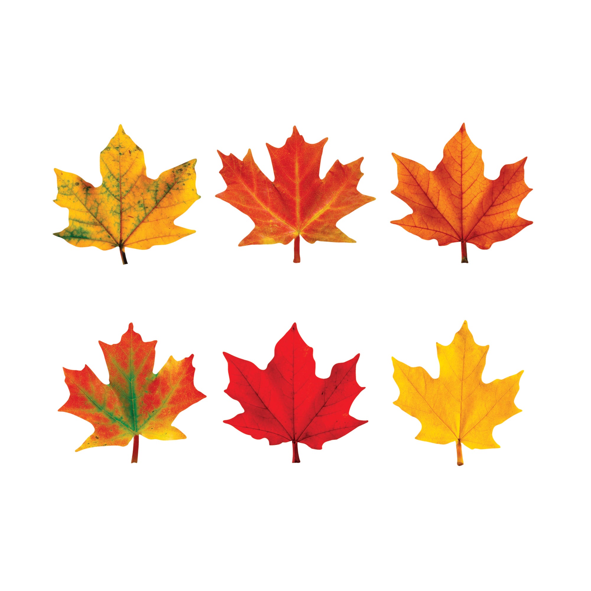 Maple Leaves Mini Accents Variety Pack, 36 Per Pack, 6 Packs