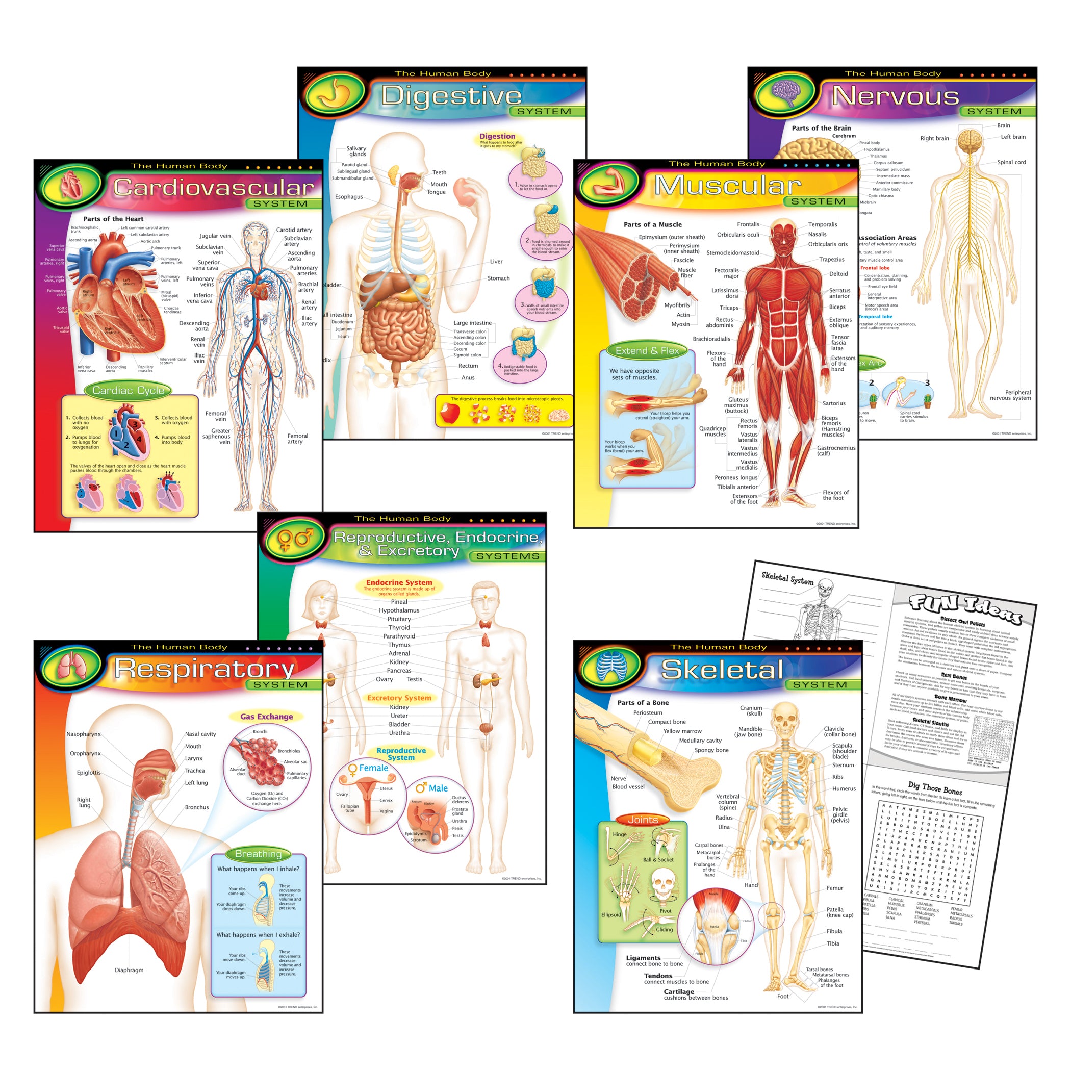 The Human Body Learning Charts Combo Pack, Set of 7