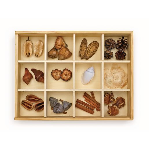 Wooden Specimen Kit