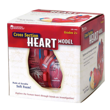 Soft Foam Cross-Section Human Heart Model - A1 School Supplies