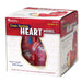 Soft Foam Cross-Section Human Heart Model - A1 School Supplies