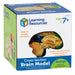 Soft Foam Cross-Section Human Brain Model - A1 School Supplies