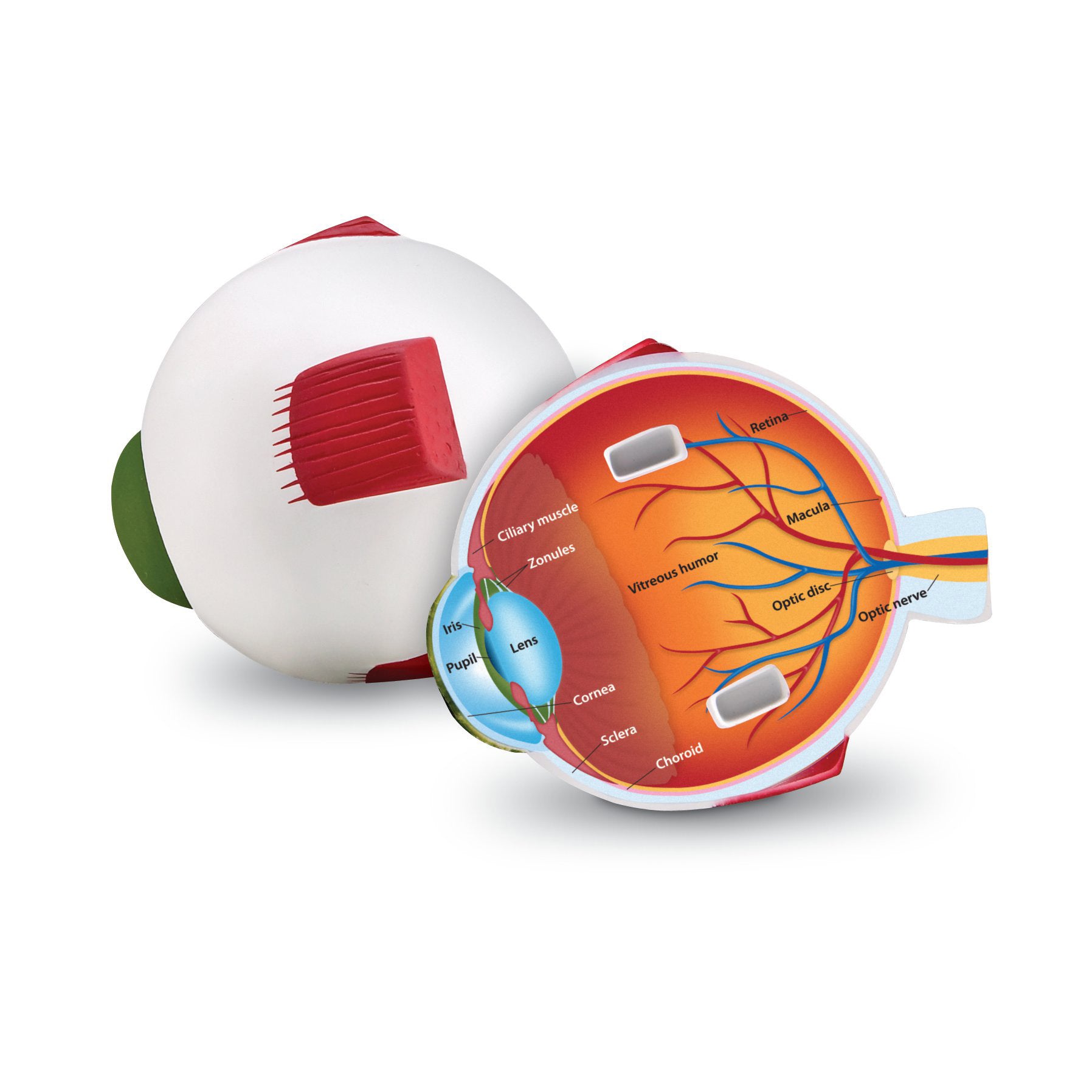 Soft Foam Cross-Section Eye Model - A1 School Supplies