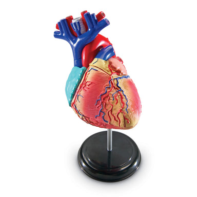 Heart Anatomy Model - A1 School Supplies