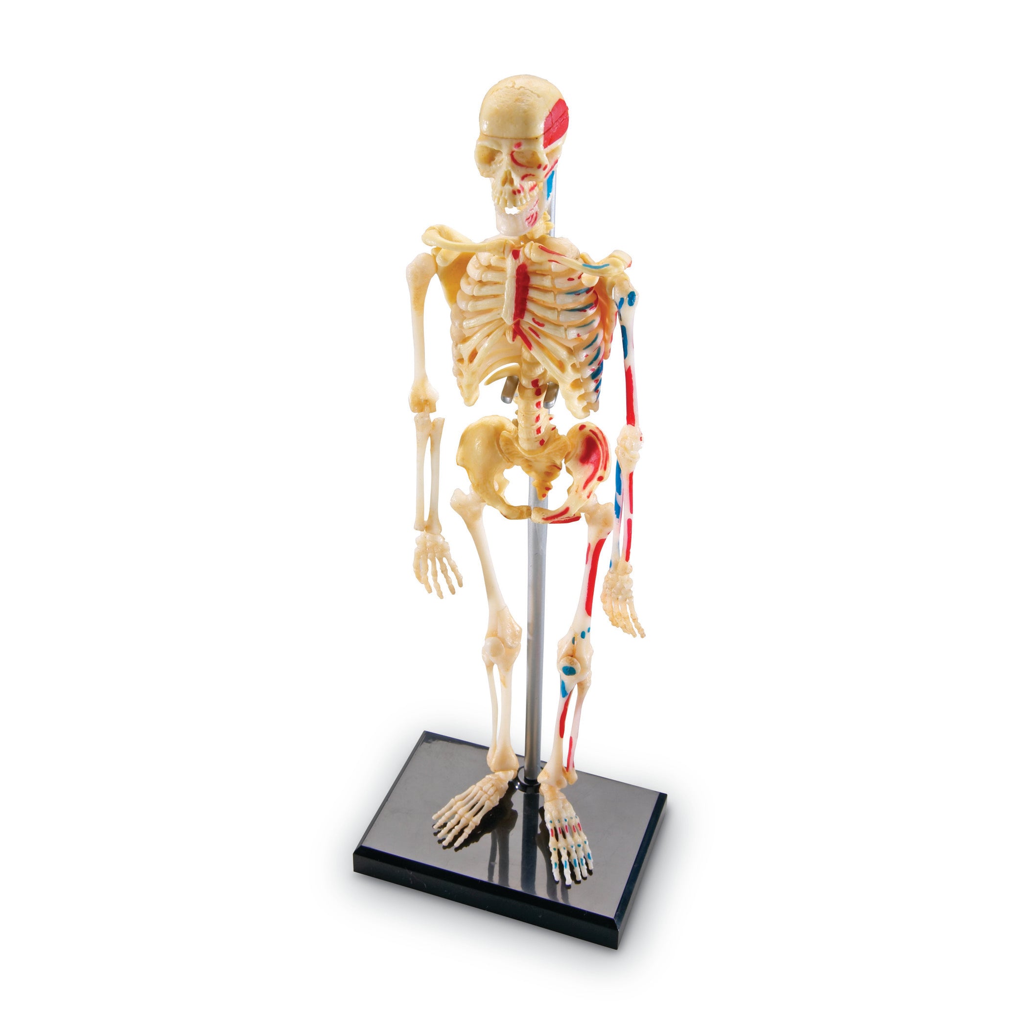 Human Skeleton Model, 41 Pieces - A1 School Supplies