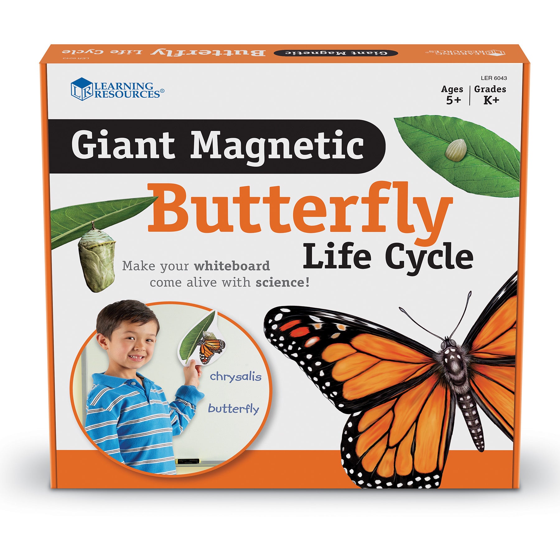 Giant Magnetic Butterfly Life Cycle, Set of 9