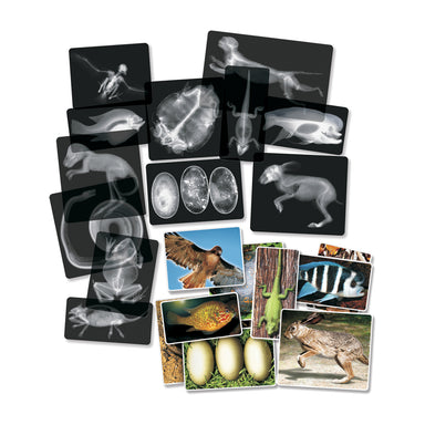 Animal X-Ray Set, Set of 14 - A1 School Supplies