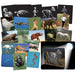 What’s Inside Animals Card Set - A1 School Supplies