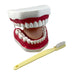 Oral Hygiene Model with Key - A1 School Supplies