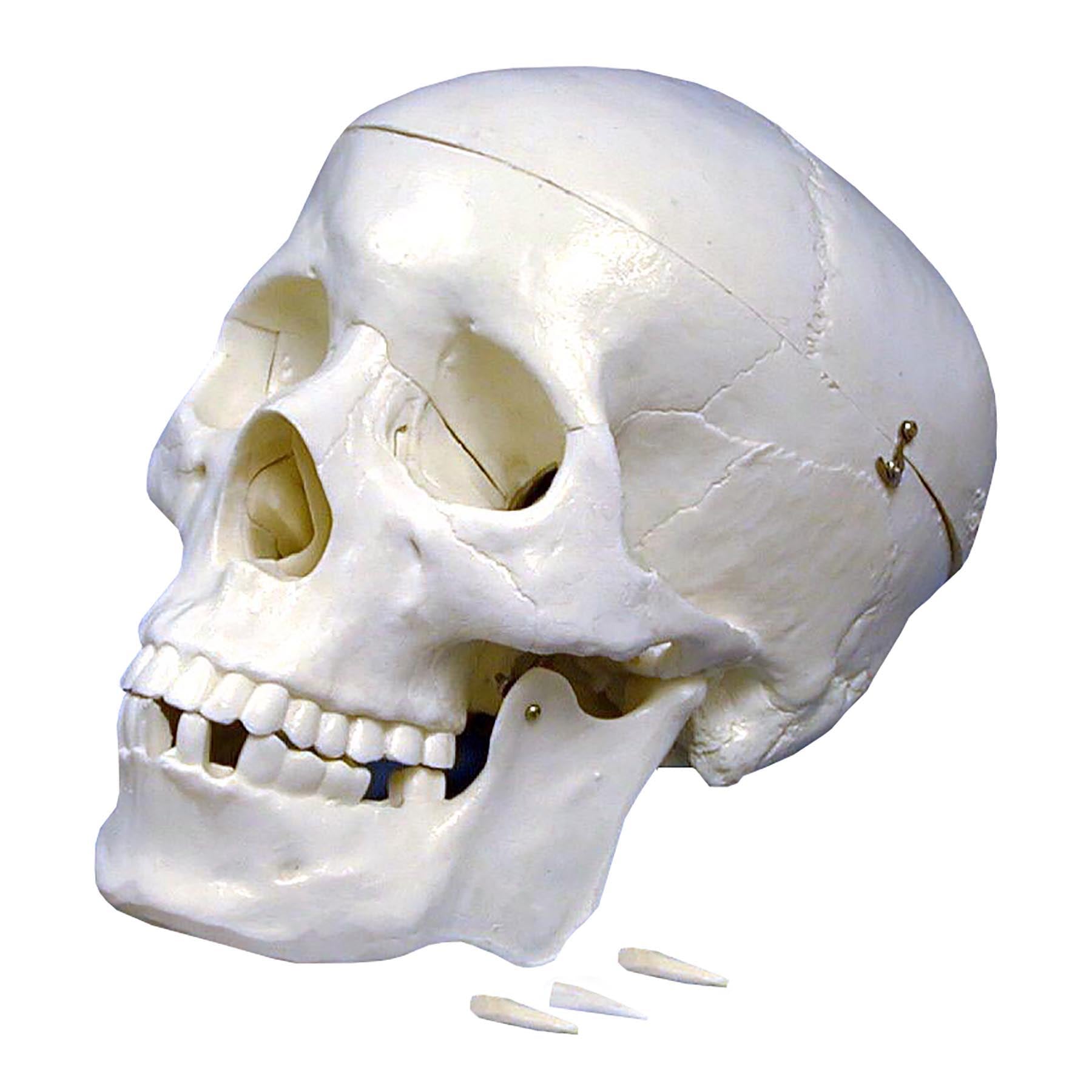 Plastic Human Skull Model - A1 School Supplies