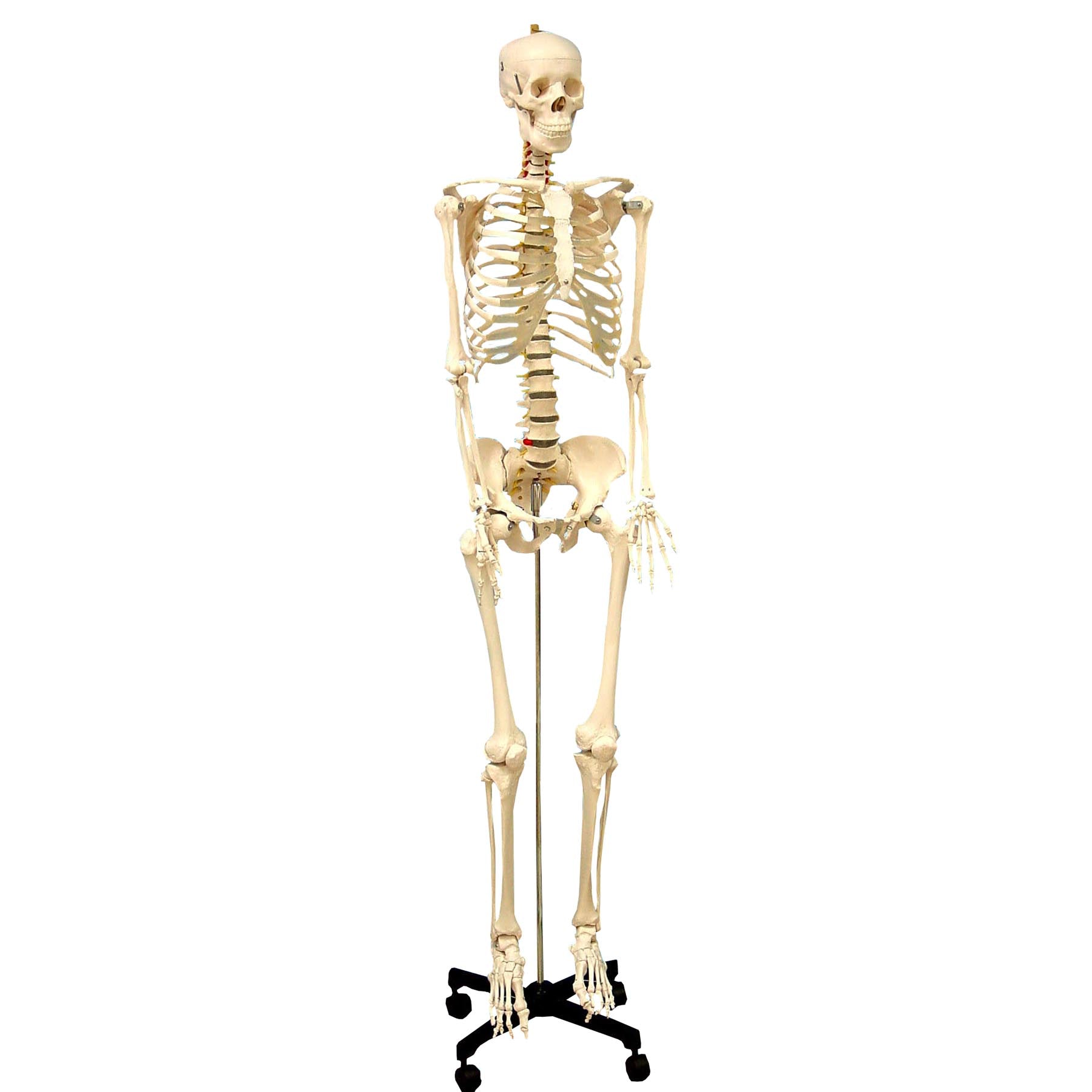 Life Size Human Skeleton Model with Key, Rod Mount - A1 School Supplies