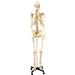 Life Size Human Skeleton Model with Key, Rod Mount - A1 School Supplies