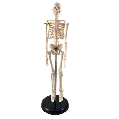 Human Skeleton Model with Key, 17" - A1 School Supplies