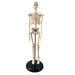 Human Skeleton Model with Key, 17" - A1 School Supplies