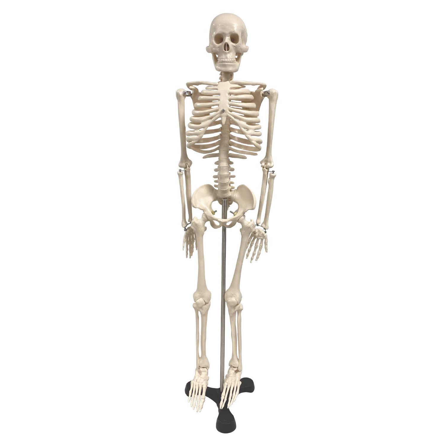 Human Skeleton Model with Key, 34" - A1 School Supplies